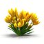 Crocus