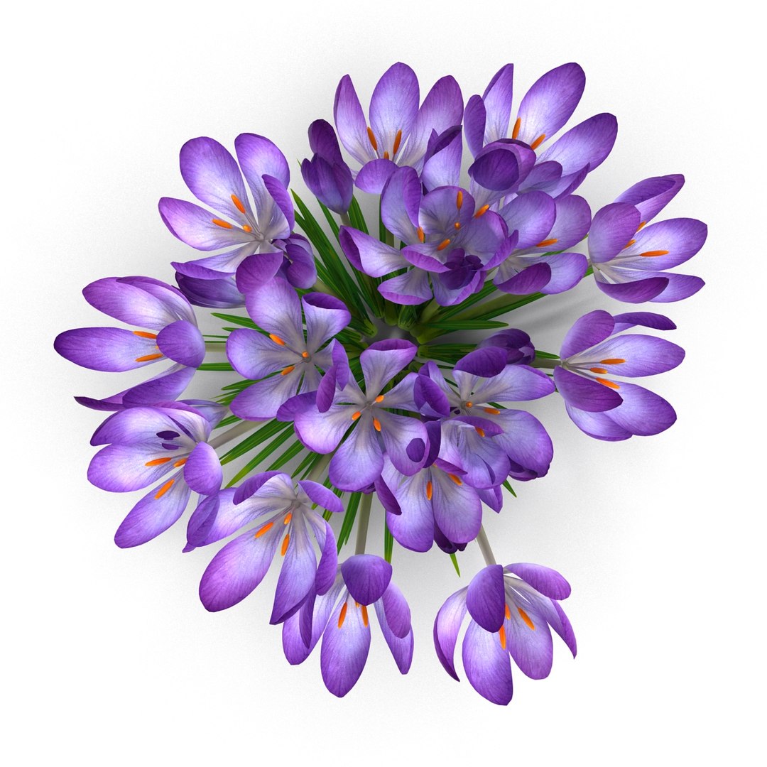 crocus 3d model https://p.turbosquid.com/ts-thumb/8V/0fRVTx/9aElTODt/3/jpg/1490030198/1920x1080/fit_q87/81d6fb6b17cd73edbe6e9c4c84f46c2a0faea6c5/3.jpg