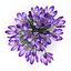 Crocus