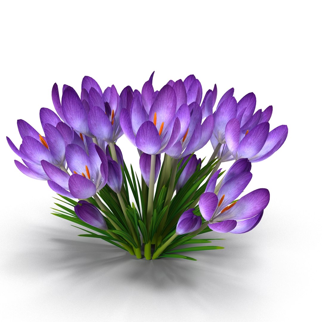 crocus 3d model https://p.turbosquid.com/ts-thumb/8V/0fRVTx/AVyYTVcw/2/jpg/1490030198/1920x1080/fit_q87/47a4c302bb90e98ad4a9a36d121860aed13576b5/2.jpg