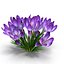 Crocus