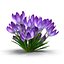 Crocus