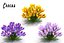Crocus