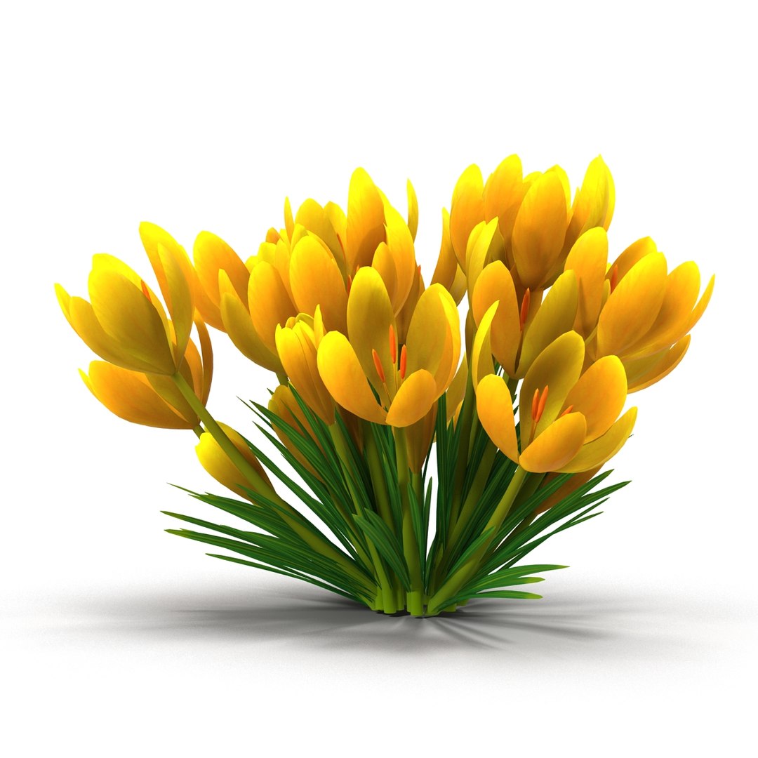 crocus 3d model https://p.turbosquid.com/ts-thumb/8V/0fRVTx/S5Azzbek/5/jpg/1490030221/1920x1080/fit_q87/2a3c83d6c0ea523e6a8d95878c7ffa6c74939334/5.jpg