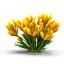Crocus