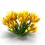 Crocus