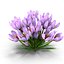 Crocus
