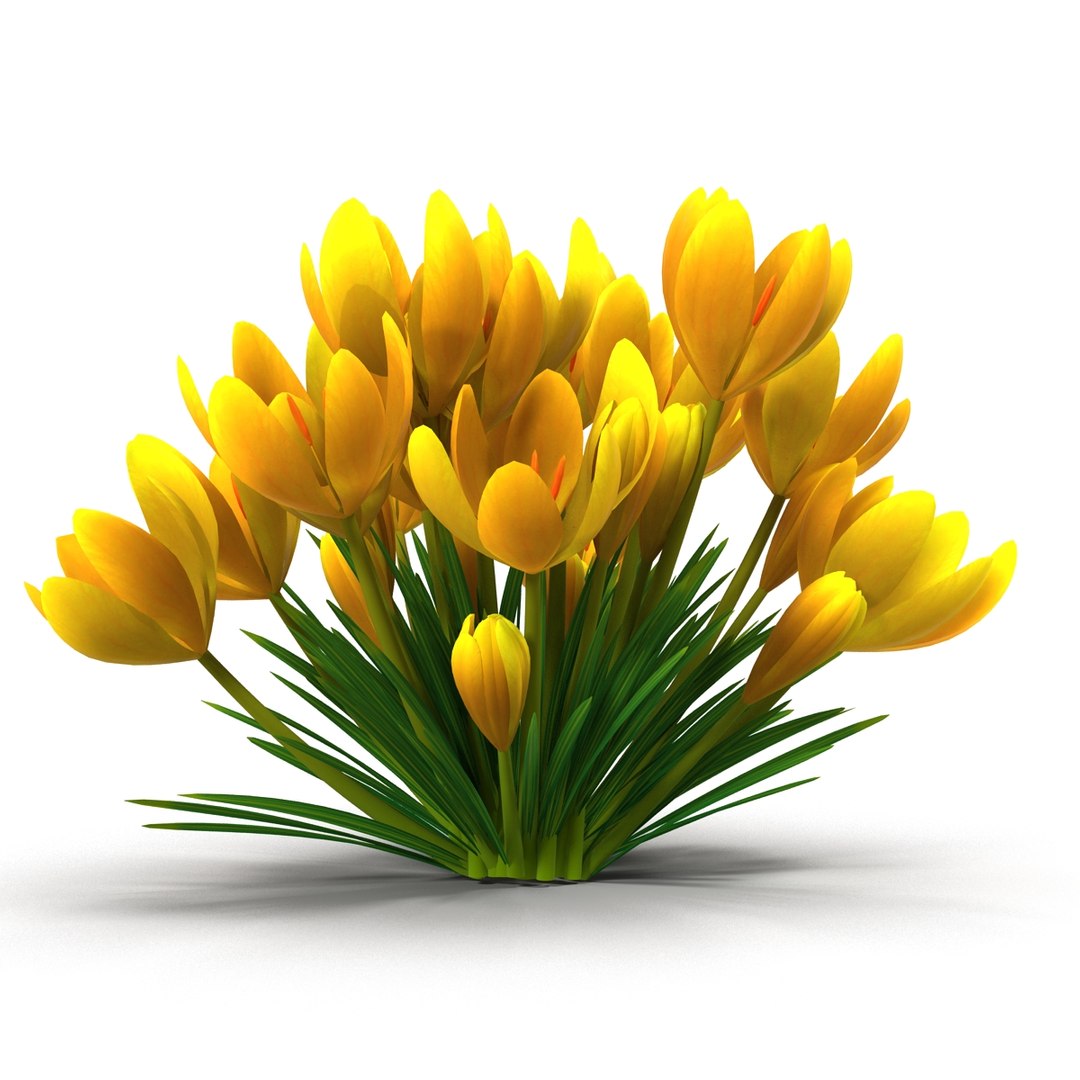 crocus 3d model https://p.turbosquid.com/ts-thumb/8V/0fRVTx/XSQ4O7J1/6/jpg/1490030221/1920x1080/fit_q87/ddd88bdf35009f7913aa2339476ca9d838e7b4d8/6.jpg