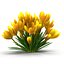 Crocus