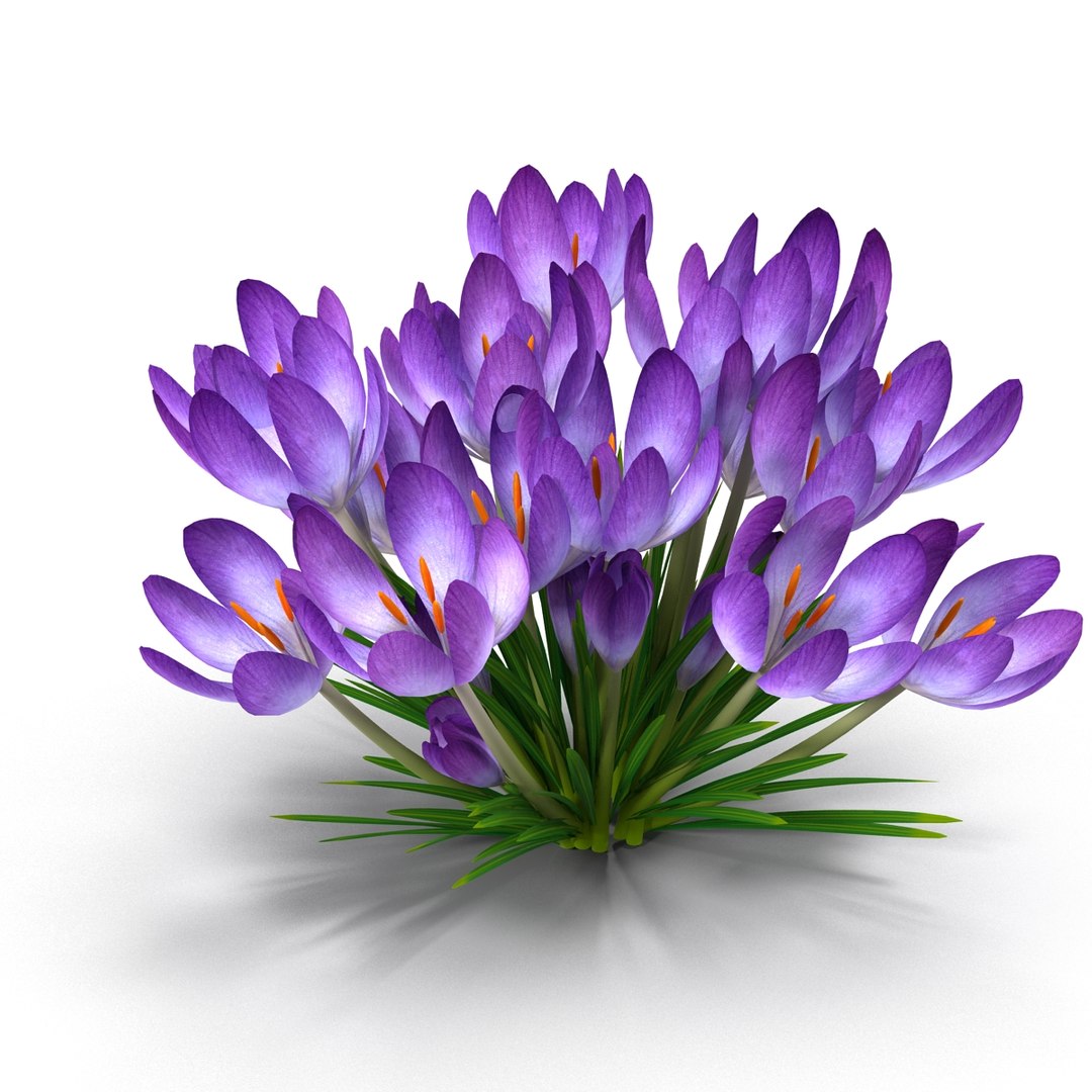 crocus 3d model https://p.turbosquid.com/ts-thumb/8V/0fRVTx/ZPV949rU/1/jpg/1490030197/1920x1080/fit_q87/6a3e9127c204d2c27284d3d66bba7d3e2bf36709/1.jpg