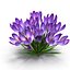 Crocus