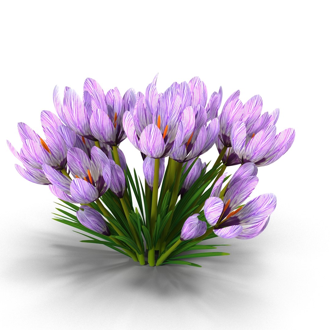 crocus 3d model https://p.turbosquid.com/ts-thumb/8V/0fRVTx/a4hhJ4Bd/1/jpg/1490030205/1920x1080/fit_q87/e02a2f00e06f09048f0d55715c9f4413ae11fb71/1.jpg