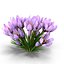 Crocus