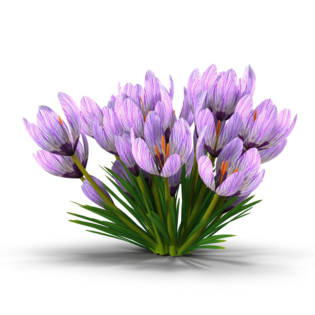 crocus 3d model https://p.turbosquid.com/ts-thumb/8V/0fRVTx/aJPz3oOG/5/jpg/1490030205/1920x1080/fit_q87/57f752ba76c1e874120514c838ed9ea132b45937/5.jpg