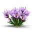 Crocus