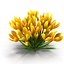 Crocus