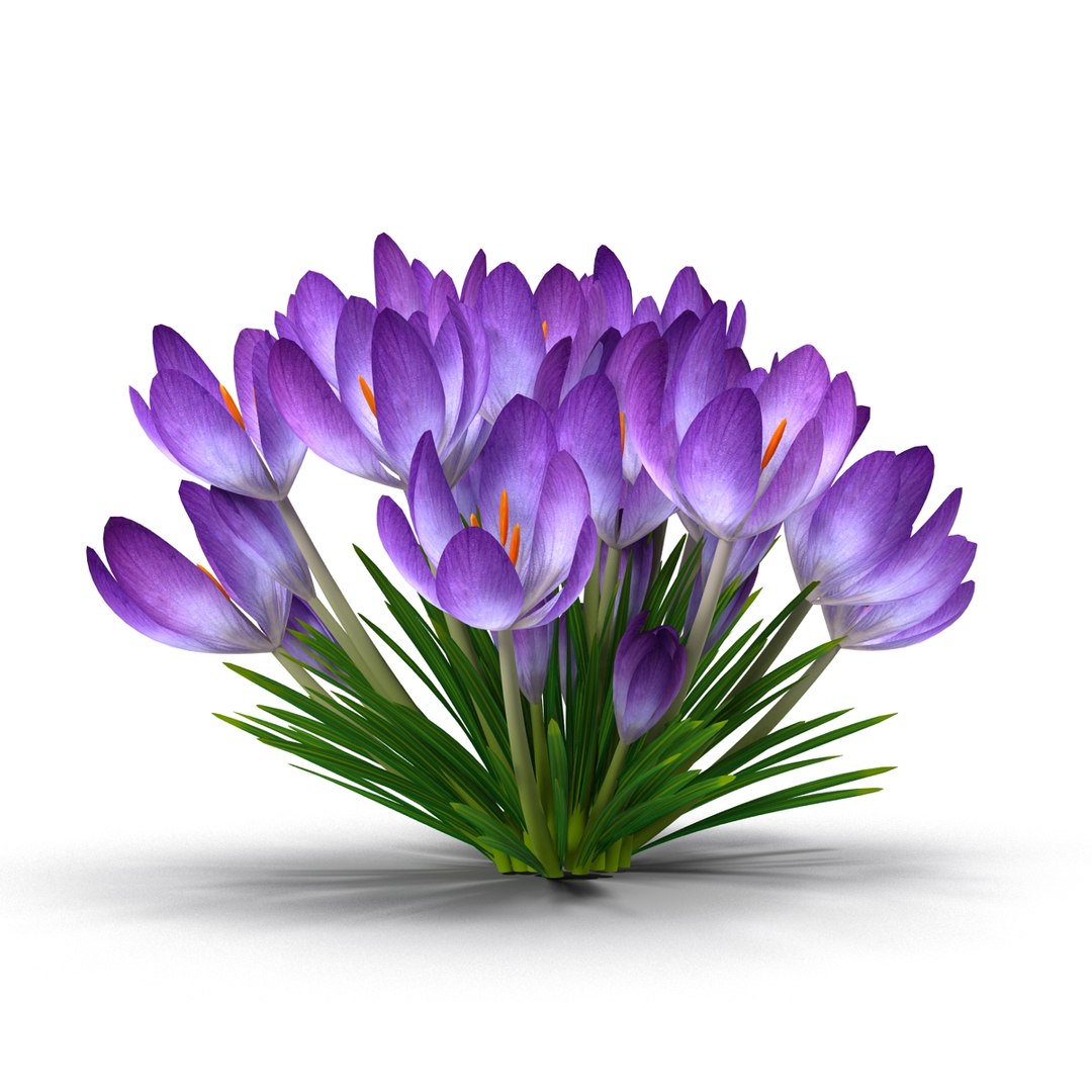 crocus 3d model https://p.turbosquid.com/ts-thumb/8V/0fRVTx/fjqjkDWF/4/jpg/1490030198/1920x1080/fit_q87/f01709ba25105887c41fa62f16210ae73df83864/4.jpg