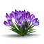Crocus