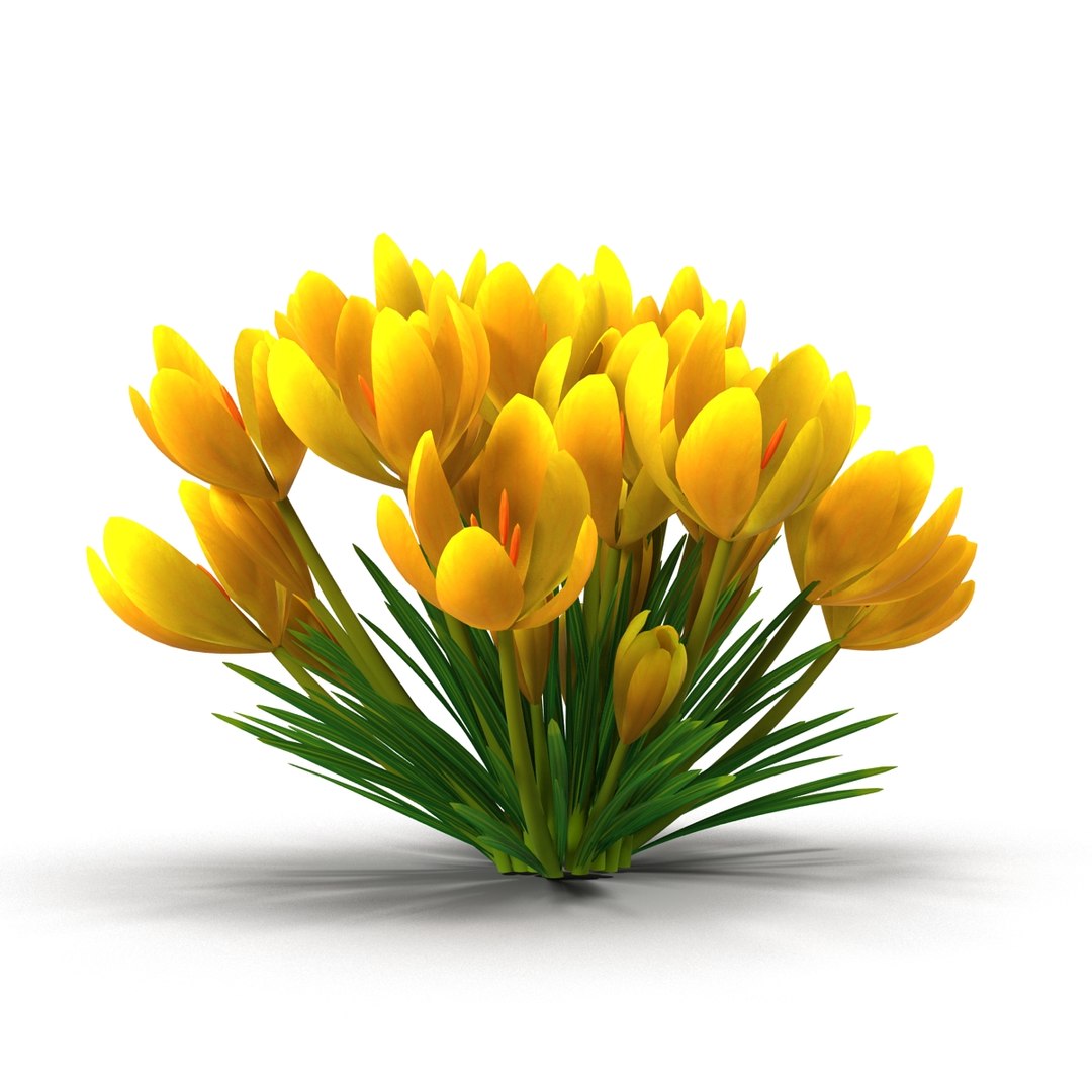 crocus 3d model https://p.turbosquid.com/ts-thumb/8V/0fRVTx/k7RwqzSe/4/jpg/1490030221/1920x1080/fit_q87/7aab263f9910592f8a6e29515c1f4f7281591c01/4.jpg