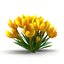 Crocus