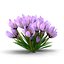 Crocus