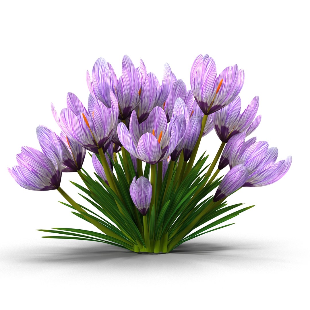 crocus 3d model https://p.turbosquid.com/ts-thumb/8V/0fRVTx/sHfUI5VH/6/jpg/1490030205/1920x1080/fit_q87/46c29b1a30b7c3e76a55df765ca6c71266586a16/6.jpg