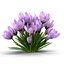 Crocus