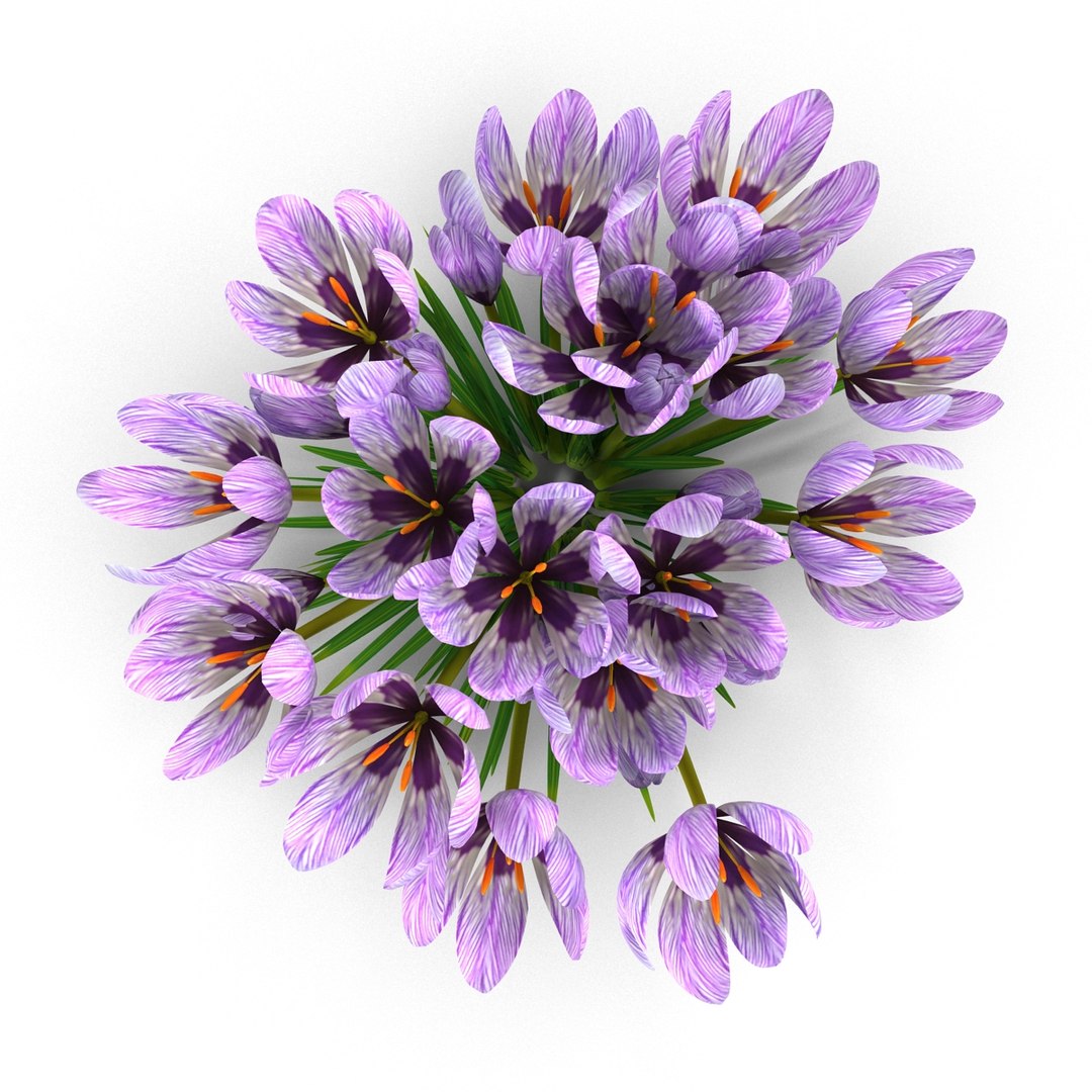 crocus 3d model https://p.turbosquid.com/ts-thumb/8V/0fRVTx/sgNuQ6ya/3/jpg/1490030205/1920x1080/fit_q87/3fb0826aa1039455262c640763910765f6699b00/3.jpg