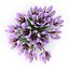 Crocus