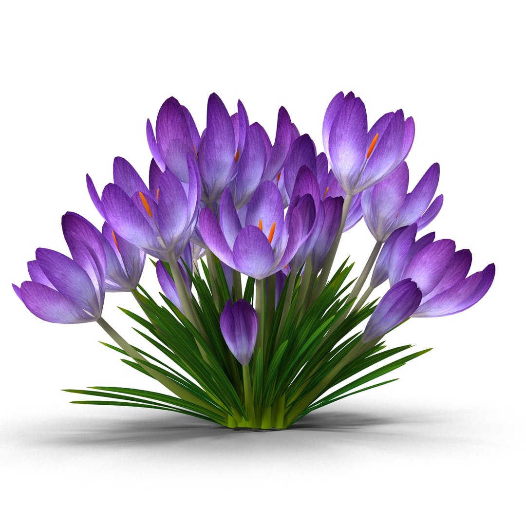 crocus 3d model https://p.turbosquid.com/ts-thumb/8V/0fRVTx/zYNjX3FX/6/jpg/1490030198/1920x1080/fit_q87/aebba75a0309d22ff612e9d4527488a7c5b22cde/6.jpg