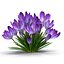 Crocus