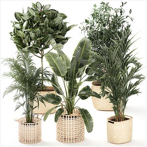 3D Ravenala Ficus palm Strelitzia banana basket set