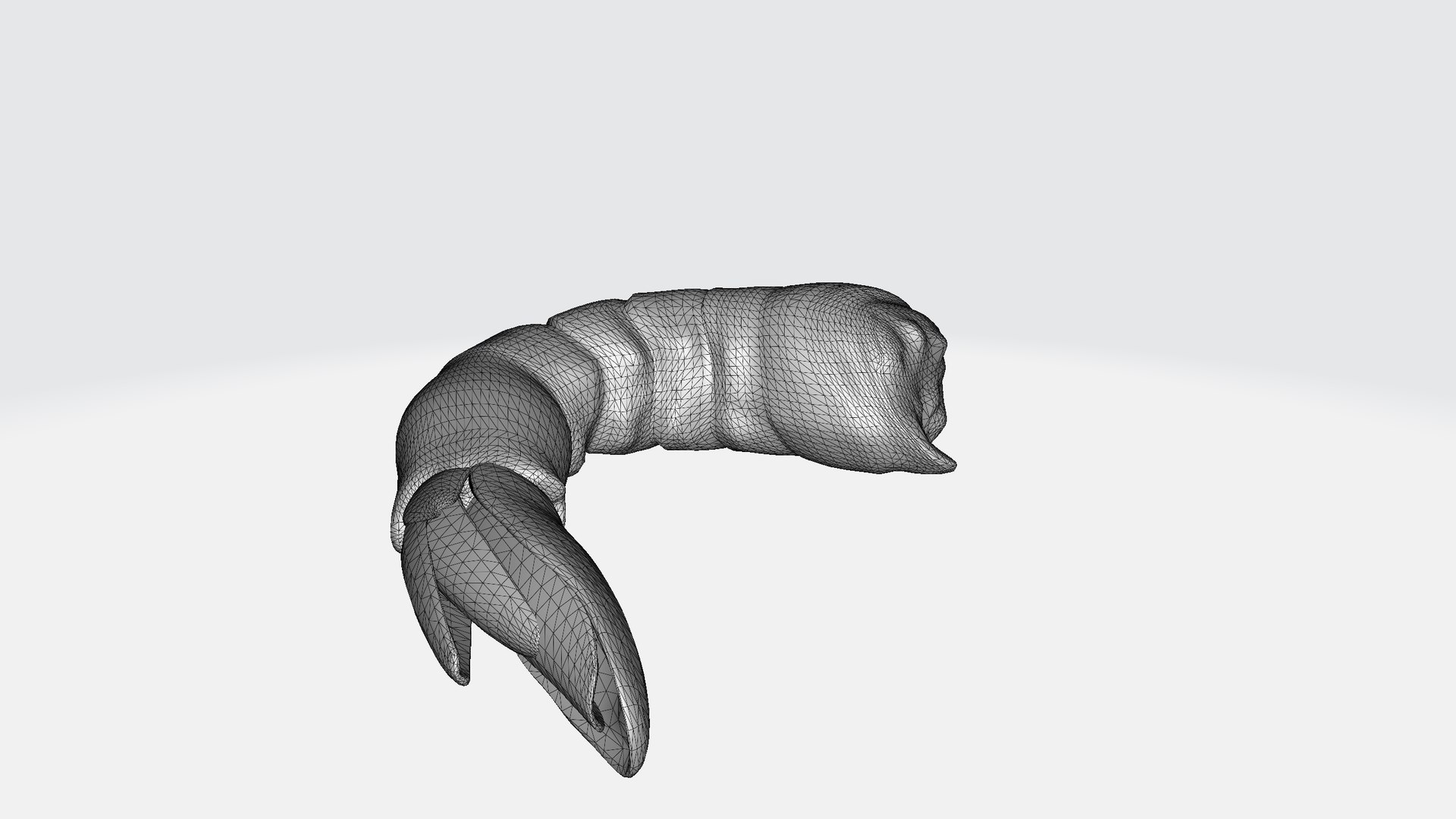 Shrimp 3D Model - TurboSquid 2347304