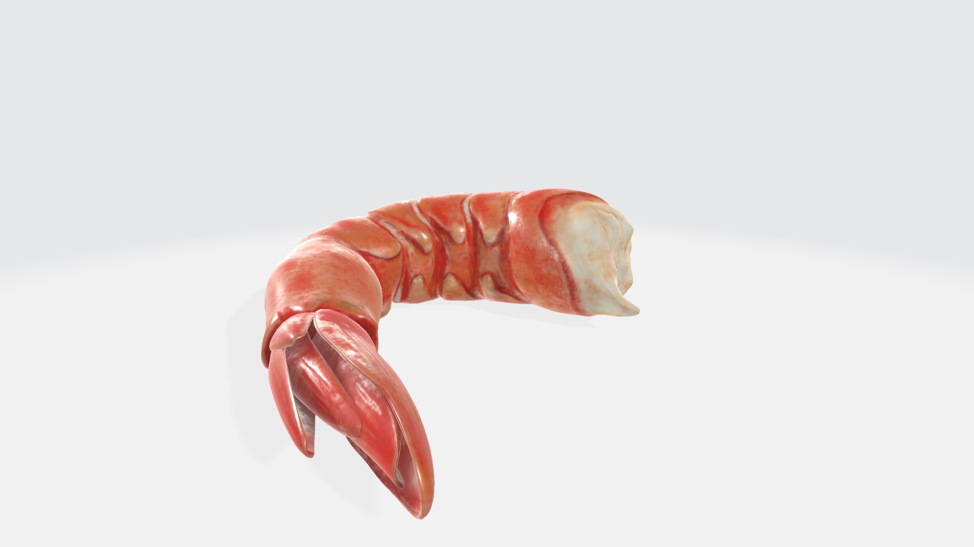 Shrimp 3D Model - TurboSquid 2347304