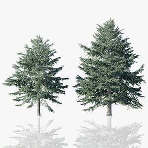 Deodar Cedar Trees