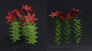 3D Lilium Lily Plant