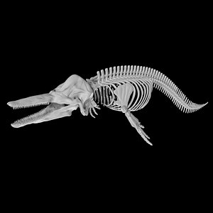 Rigged Dolphin Skeleton model