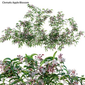 Clematis Apple Blossom 02 3D model