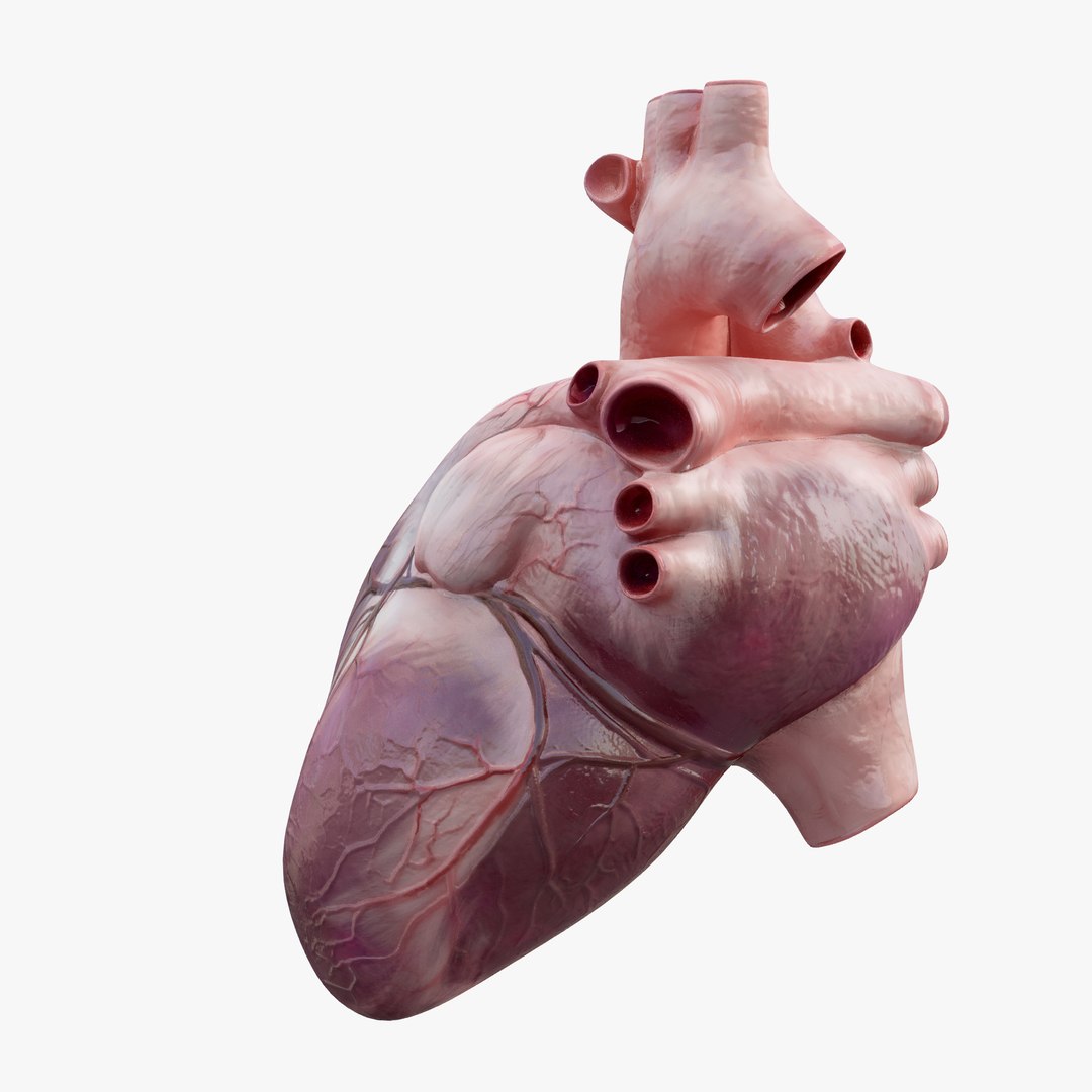 3D Model Rigged Human Heart - TurboSquid 1620487