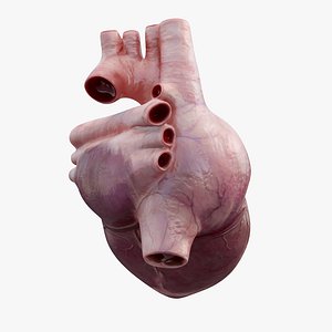 3D model rigged human heart