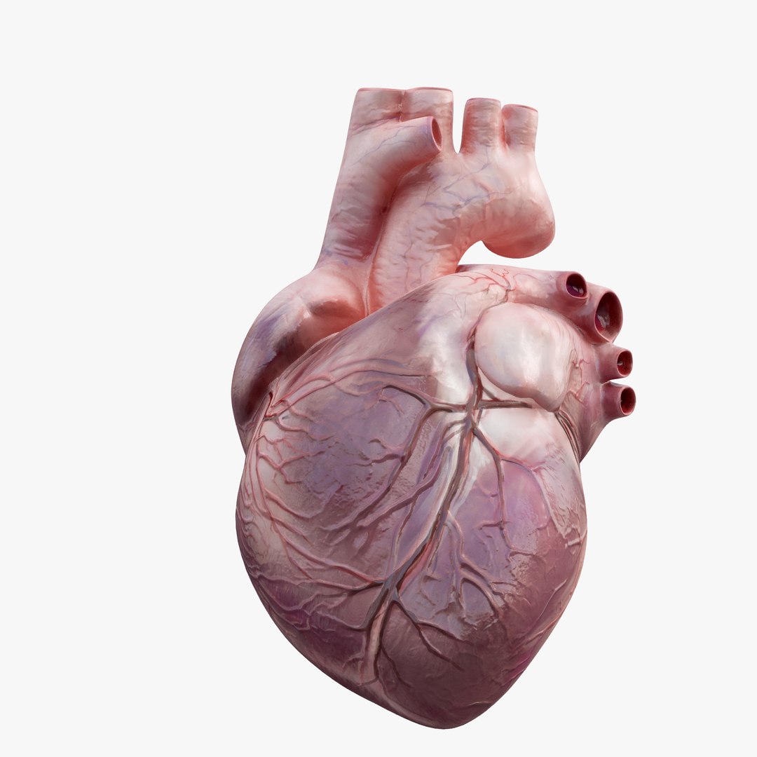 3D Model Rigged Human Heart - TurboSquid 1620487