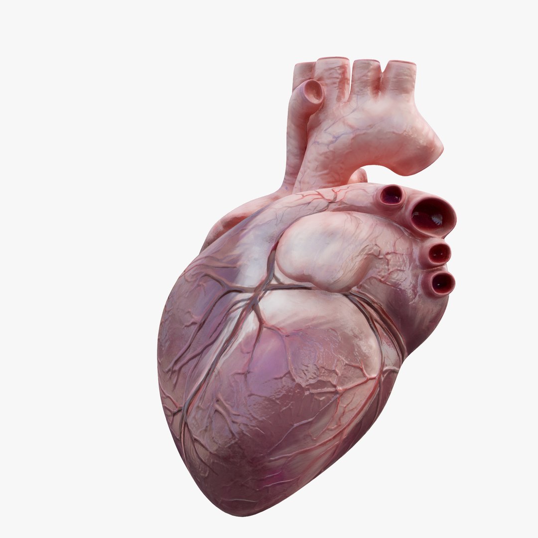3D Model Rigged Human Heart - TurboSquid 1620487