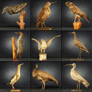 9 Birds Collection 3