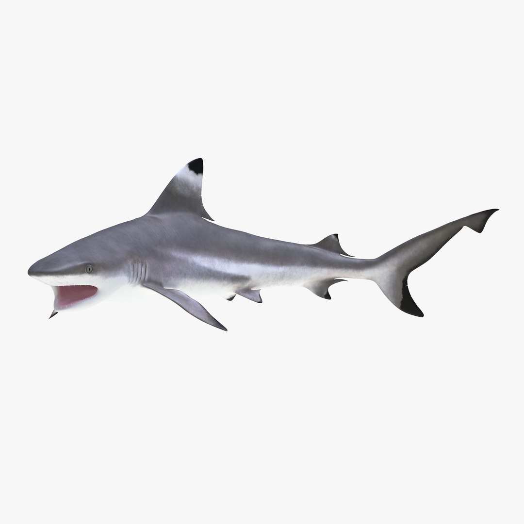 Blacktip Reef Shark Pose 2 3D Model 3D model preview