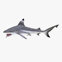 Blacktip Reef Shark Pose 2 3D Model