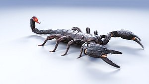 emperor scorpion 3D model