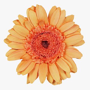 Barberton Daisy Gerbera Jamesonii Remastered model