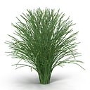 Psilotum Nudum Whisk Fern 3D Model