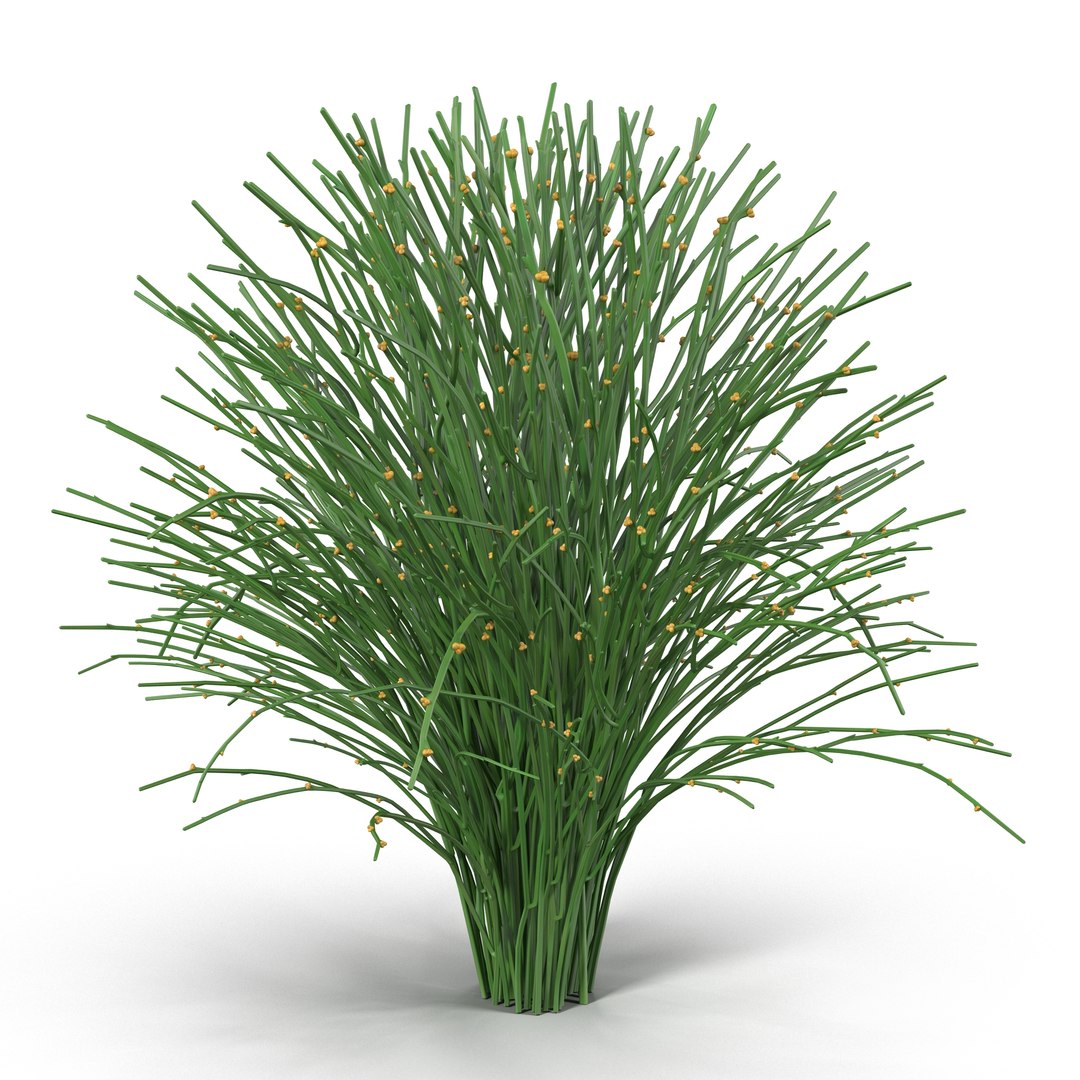 3D Plants Collection 3 https://p.turbosquid.com/ts-thumb/8V/wf36JG/Dyf3WXU3/psilotumnudumwhiskfern3dmodel01/jpg/1789147094/1920x1080/fit_q87/ed7034fb658ca8ad82e807b241e33e097e752ddc/psilotumnudumwhiskfern3dmodel01.jpg