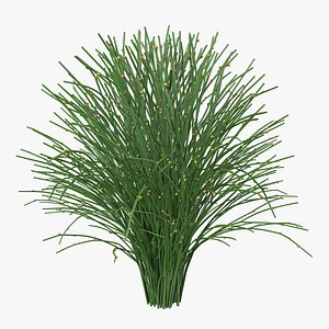 psilotum nudum whisk fern 3d model